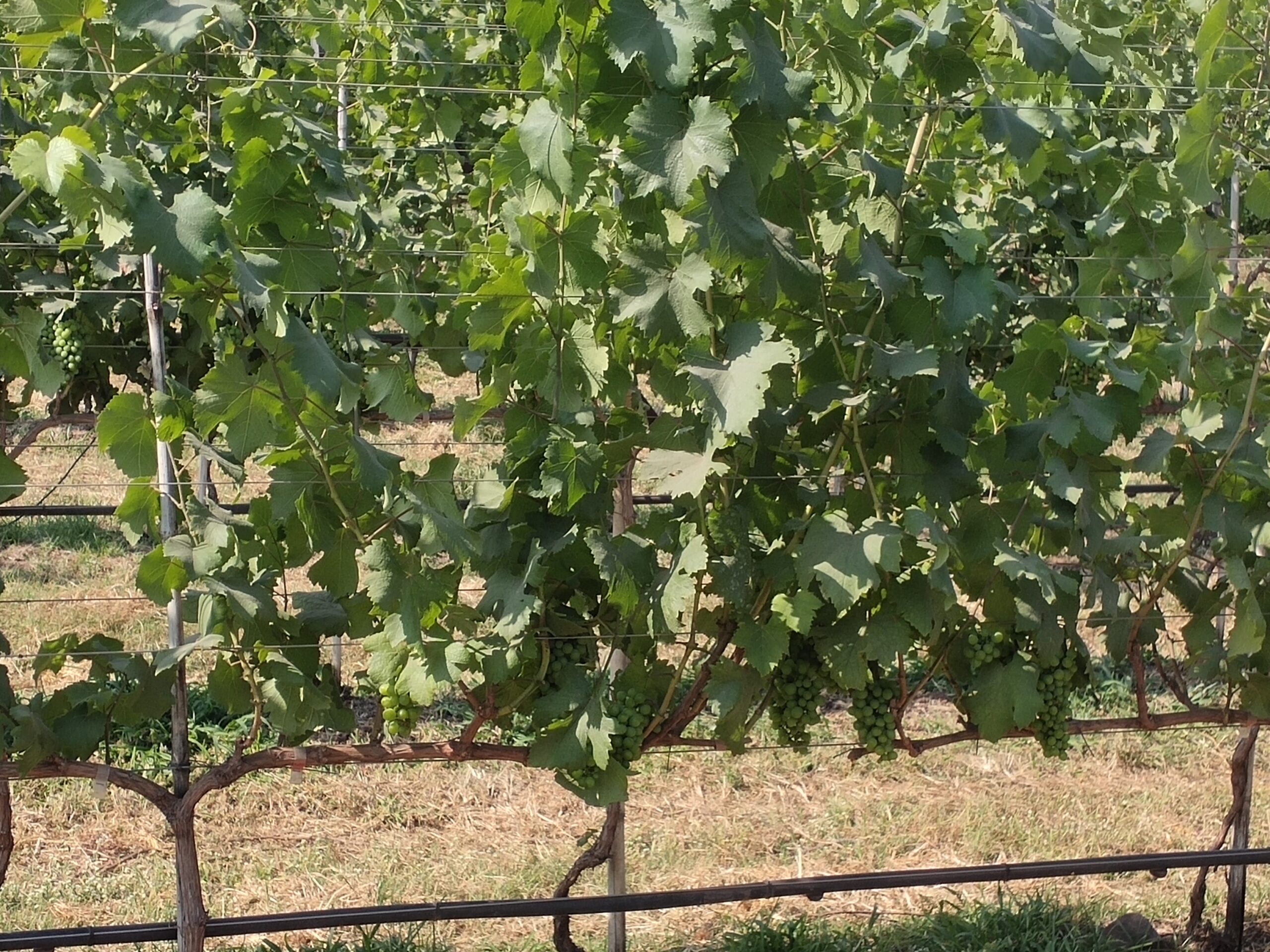 The Source at Sula Nashik